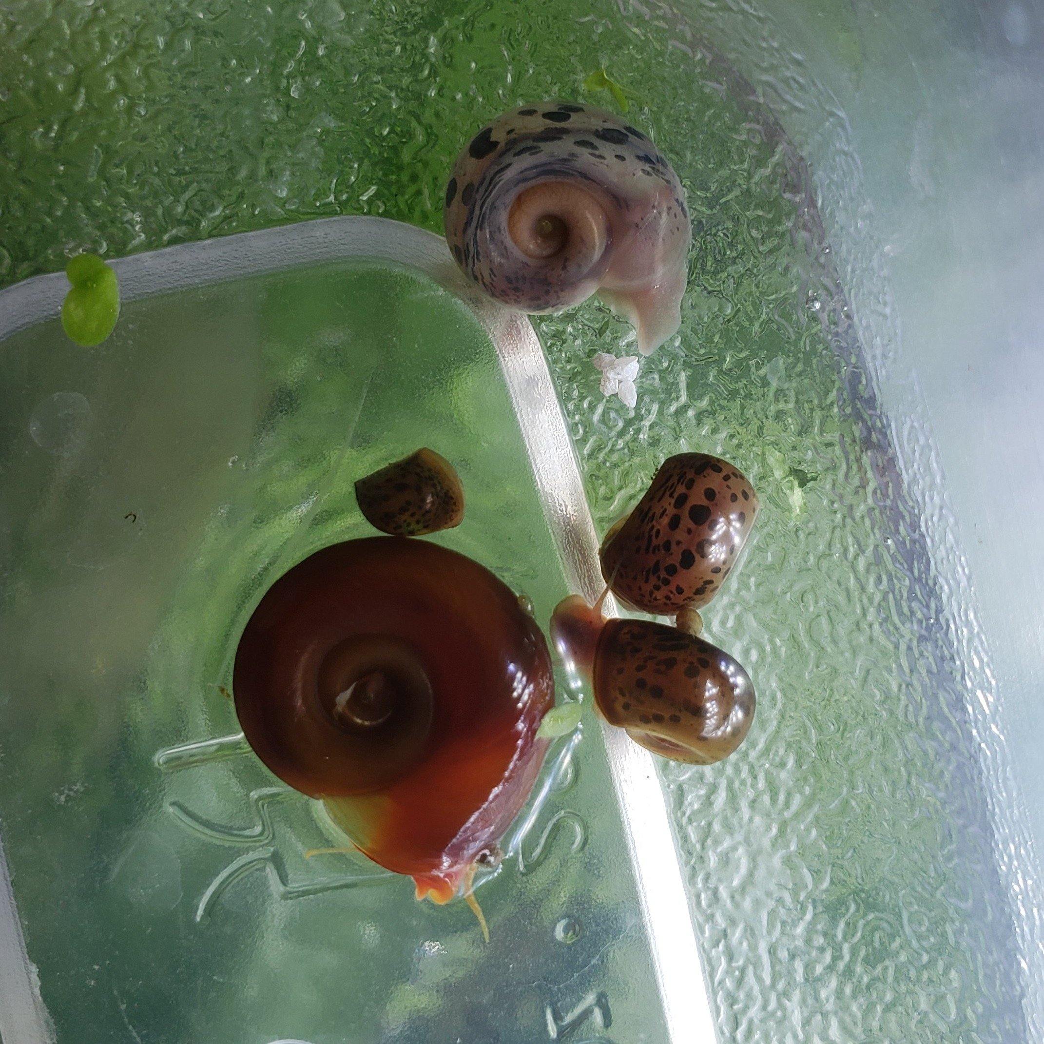 Mixed Ramshorn Snails | Live Aquatic Snails | Windy City Aquariums