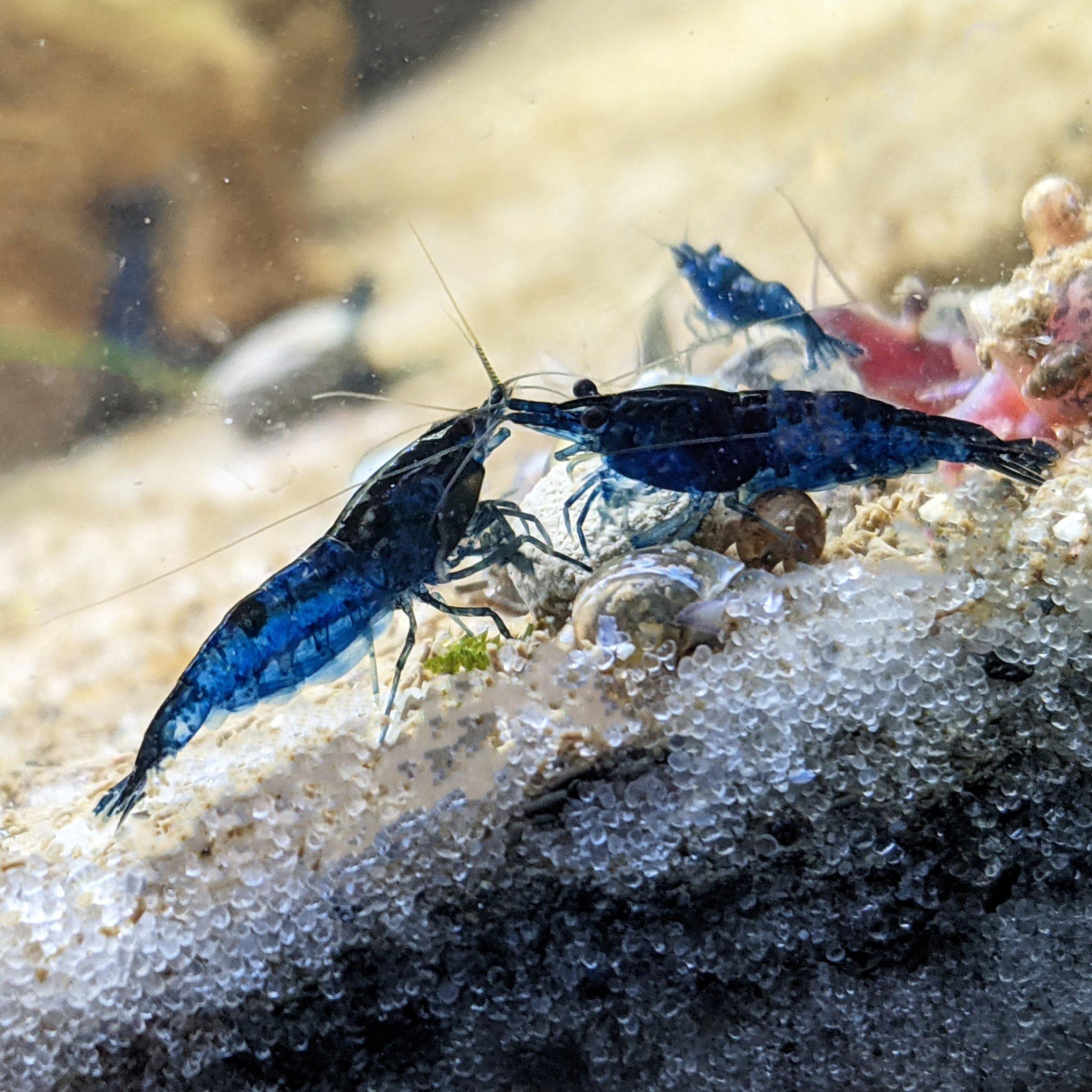 5 Blue Dream Neo Shrimp - Live Aquarium High Quality - 5 Count