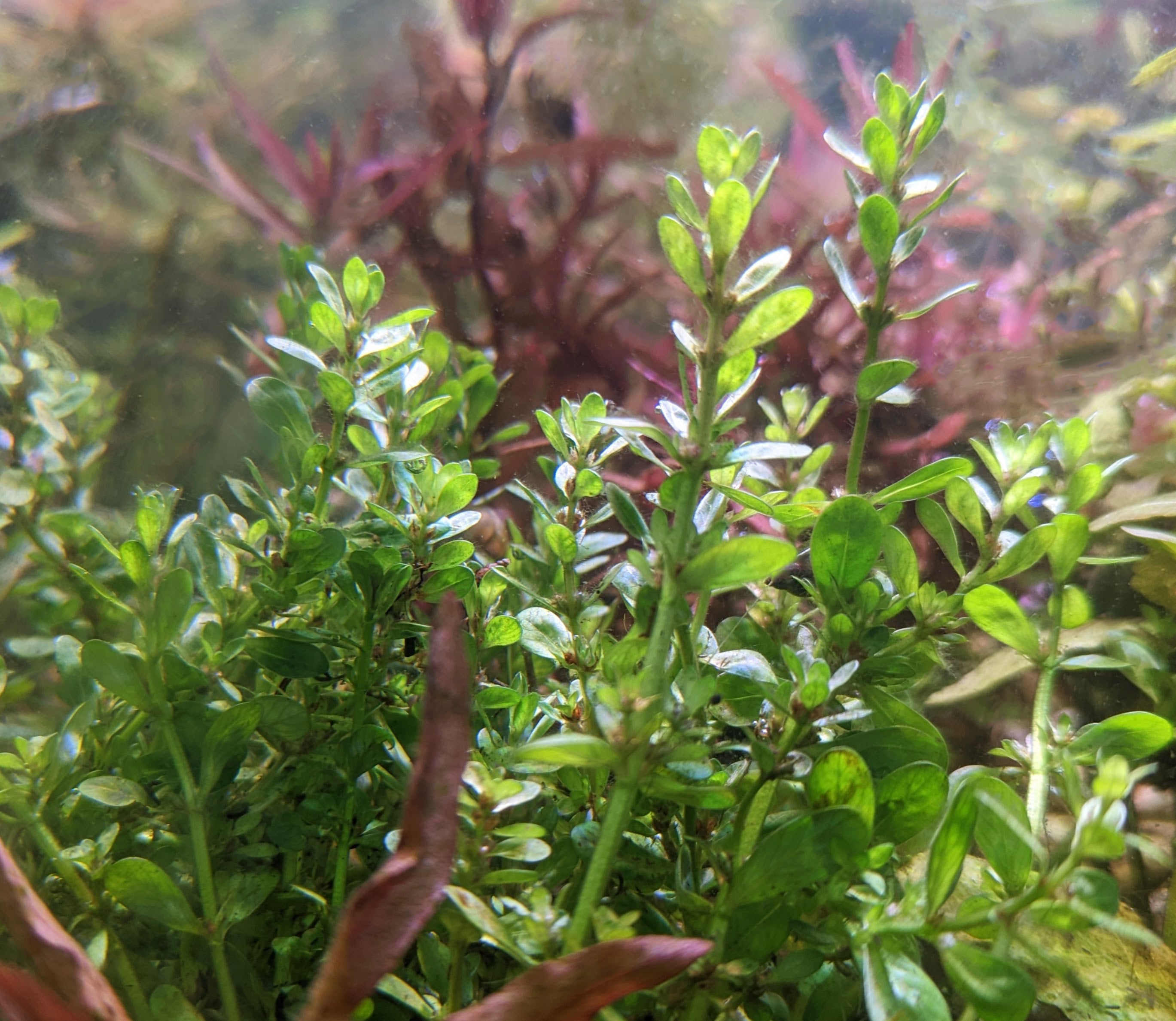 Rotala Bonsai, Shop Live Aquarium Plants