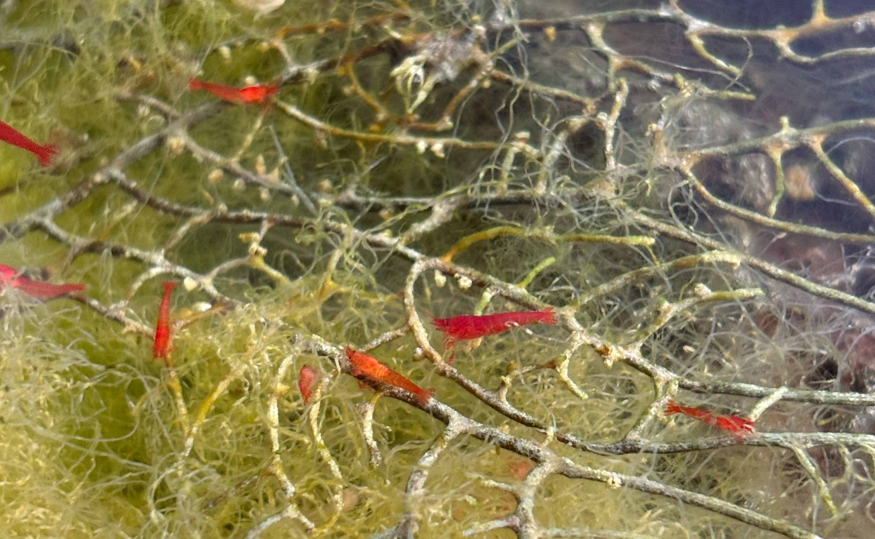 Opae Ula Shrimp | A Complete Guide – Windy City Aquariums