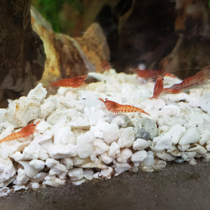 10 Red Cherry Shrimp - Windy City Aquariums