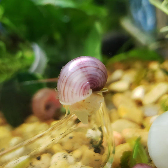 Magenta Mystery Snails (Pomacea Bridgesii) | Windy City Aquariums