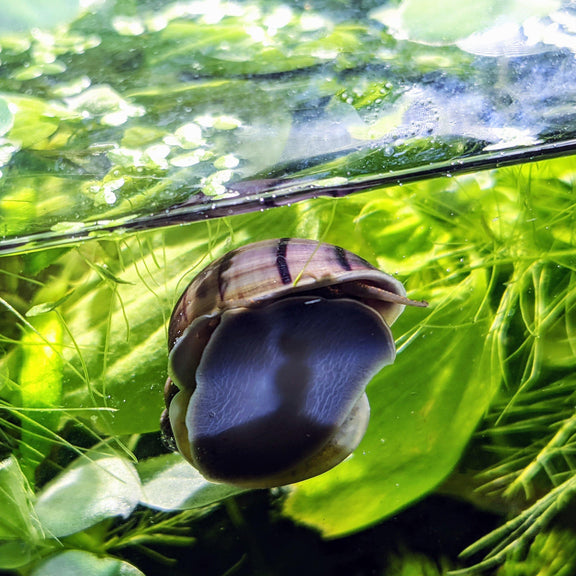 Purple Mystery Snails (Pomacea Bridgesii) | Windy City Aquariums