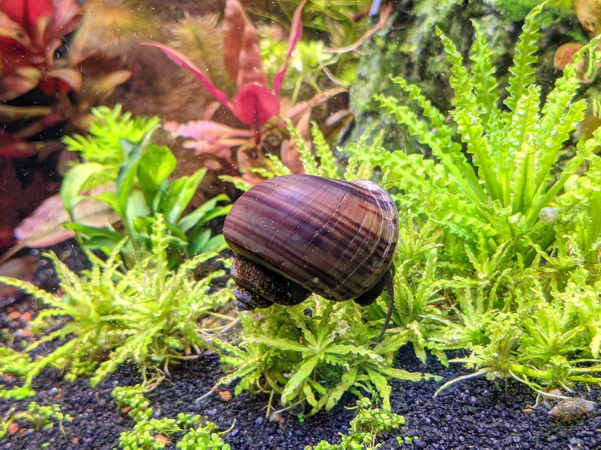 Purple Mystery Snails (Pomacea Bridgesii) | Windy City Aquariums