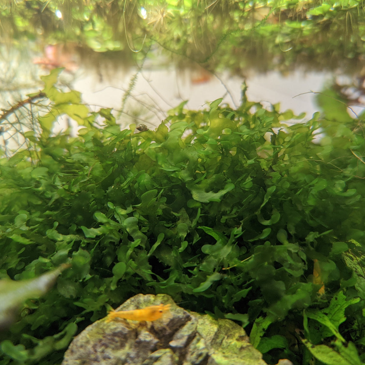 Subwassertang | Live Rare Aquarium Moss | Windy City Aquariums